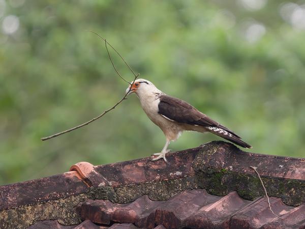 Geelkopcaracara (Milvago chimachima)
